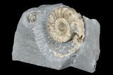 Jurassic Ammonite (Microderoceras) - Charmouth, England #176355-1